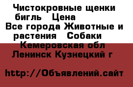 Чистокровные щенки бигль › Цена ­ 15 000 - Все города Животные и растения » Собаки   . Кемеровская обл.,Ленинск-Кузнецкий г.